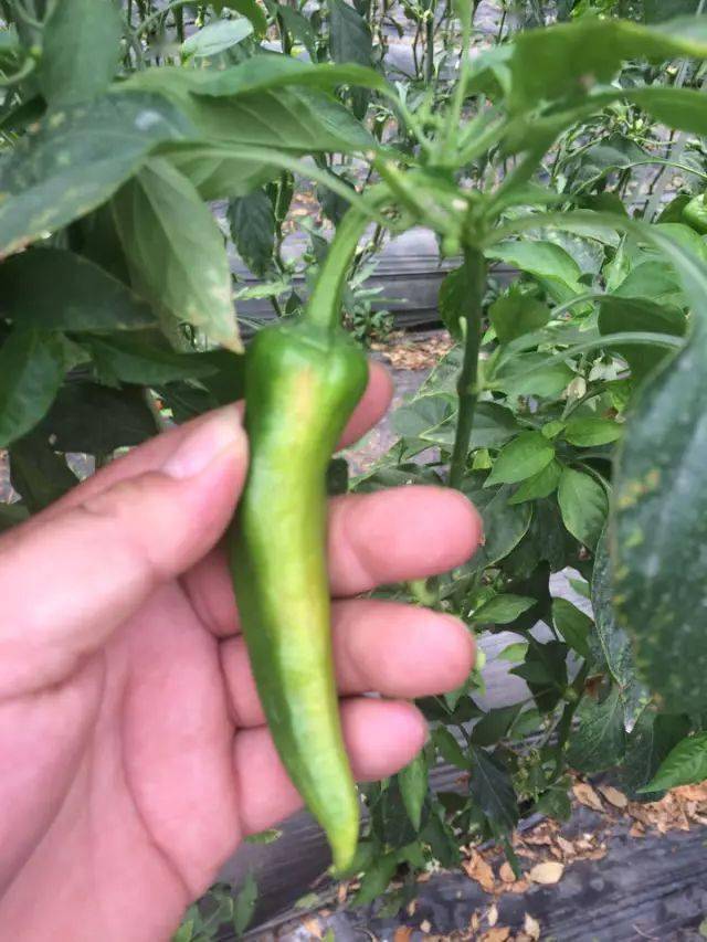 实拍辣椒病虫害图谱