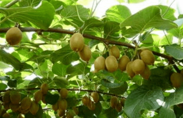 果树施什么肥结果多 ce3f832efc804f40b5fcdfce741a5913.png