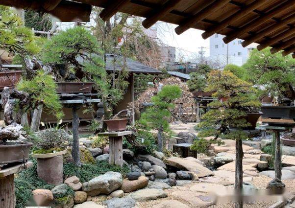 退休了,带着爱人回老家建个盆景小院