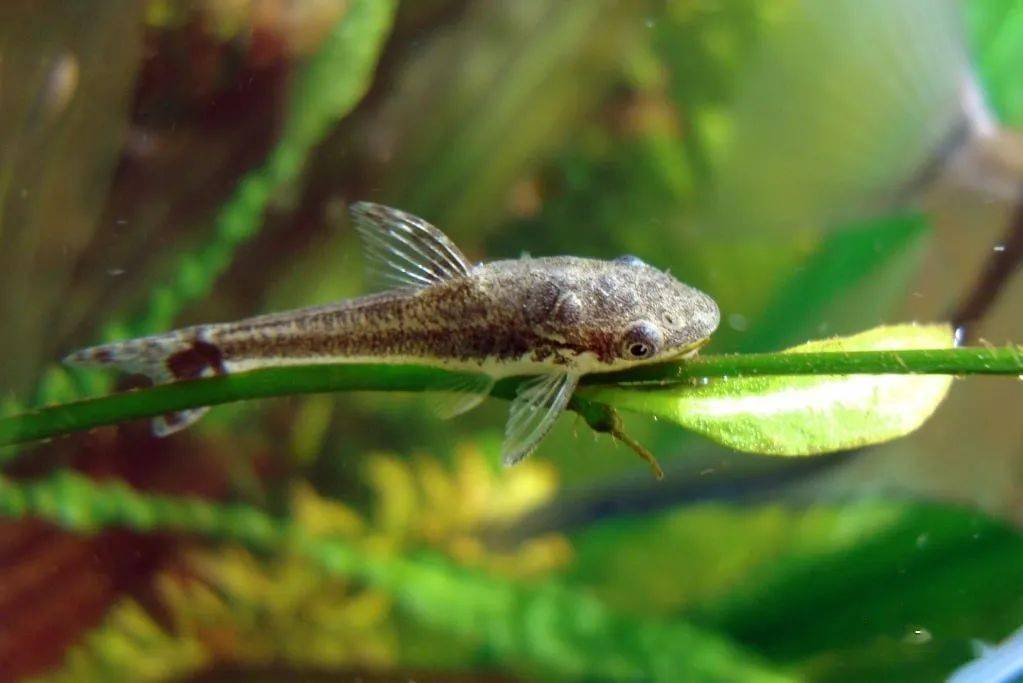 小精灵最受欢迎的草缸除藻鱼