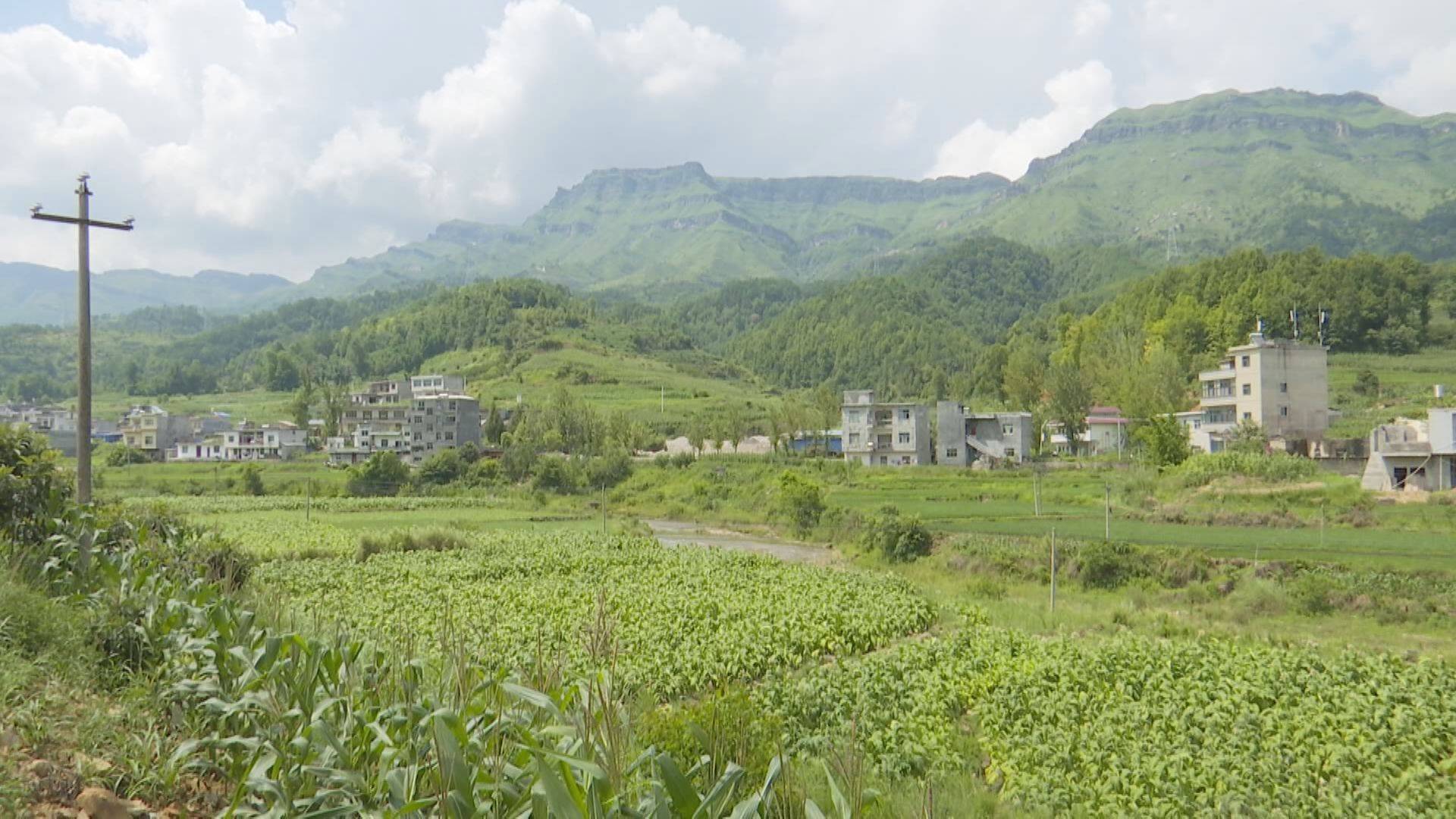 在龙山镇纳赖村集群烘烤点,记者看到烟农们正忙着采收,编烟,送入烤房