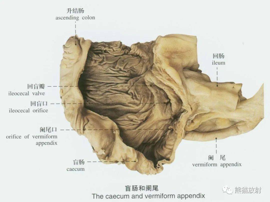 系统解剖标本图谱丨消化系统