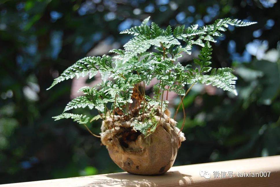 养一盆山野草盆景的好处