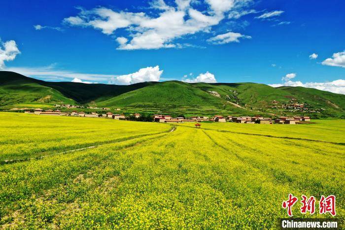 四川|四川阿坝：万亩高原油菜花引游人