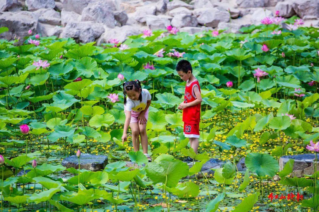 【聚焦】赤峰这里的荷花，惊艳了整个夏天……