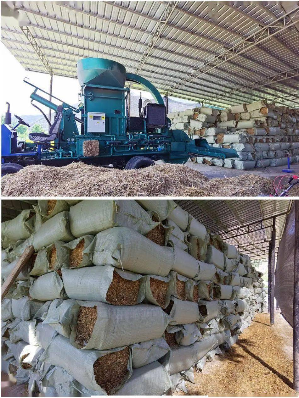 点草成金变废为宝武山县大力开展秸秆饲料化利用工作