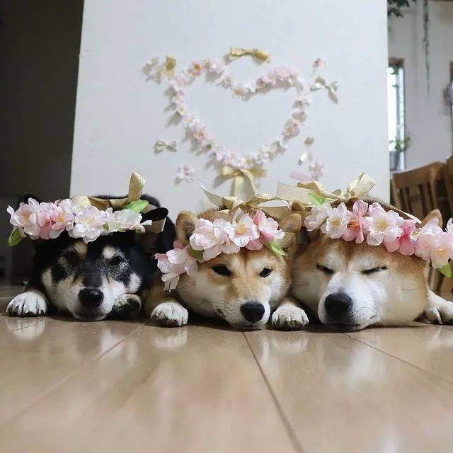 养了三只柴柴,每天上演柴犬叠叠乐!