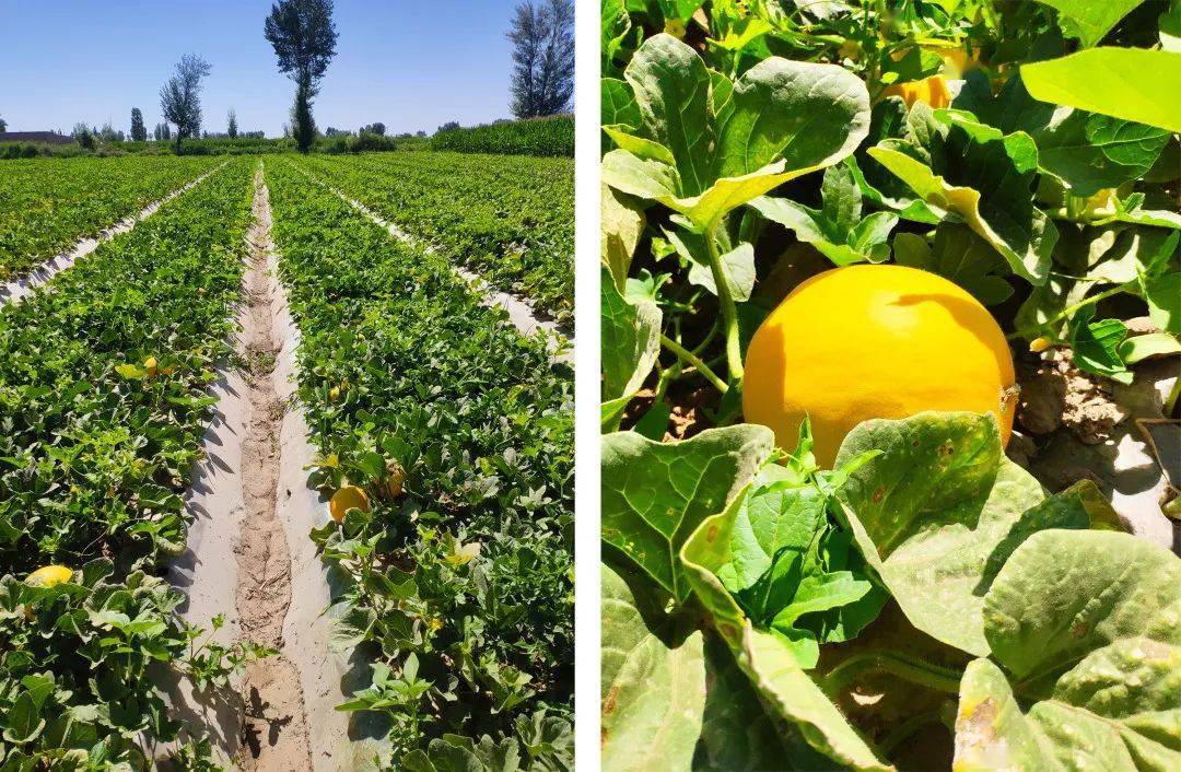 超甜的沙漠蜜瓜新鲜上市啦咬一口甘甜爆汁只卖3个月