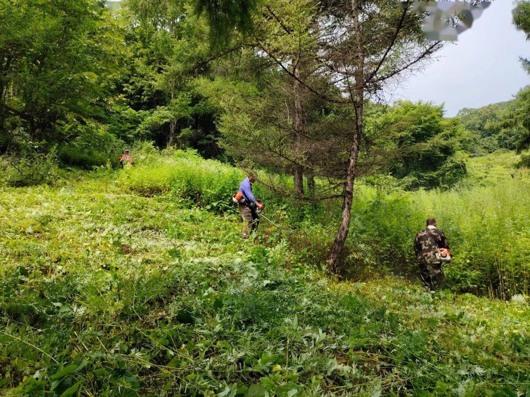 學黨史悟思想辦實事開新局青山林場開展清涼度盛夏安康伴我行活動