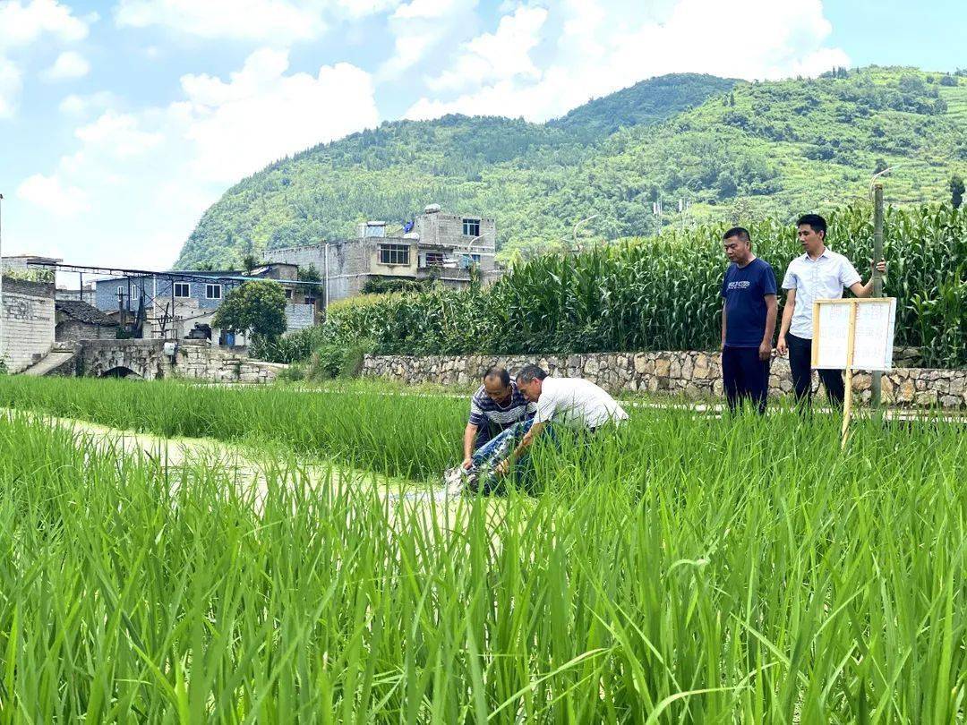 稻魚共生 魚糧雙收_稻田