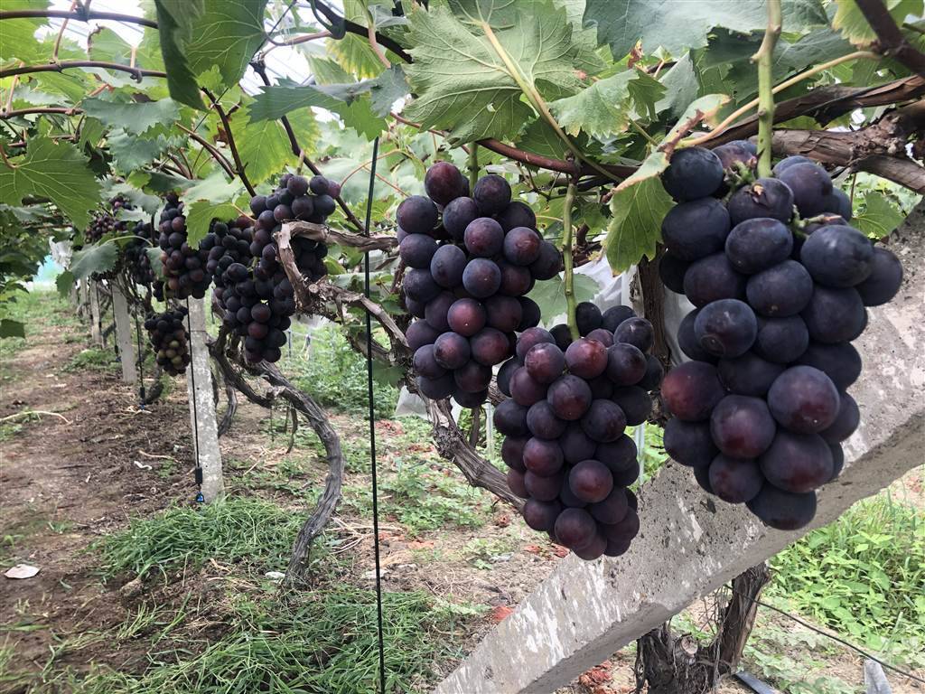 10克重的"红宝石"想尝尝吗?大粒无核葡萄新品种"申华"亮相