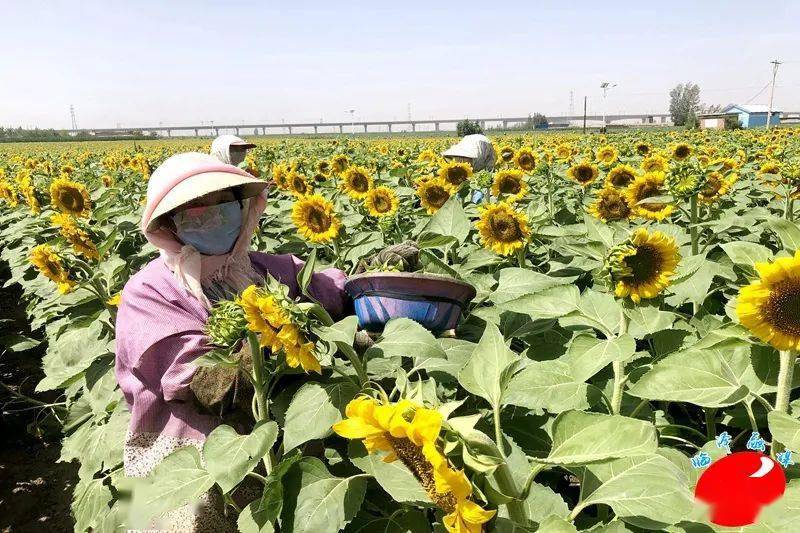 临泽县新华镇2500亩制种葵花进入授粉黄金期