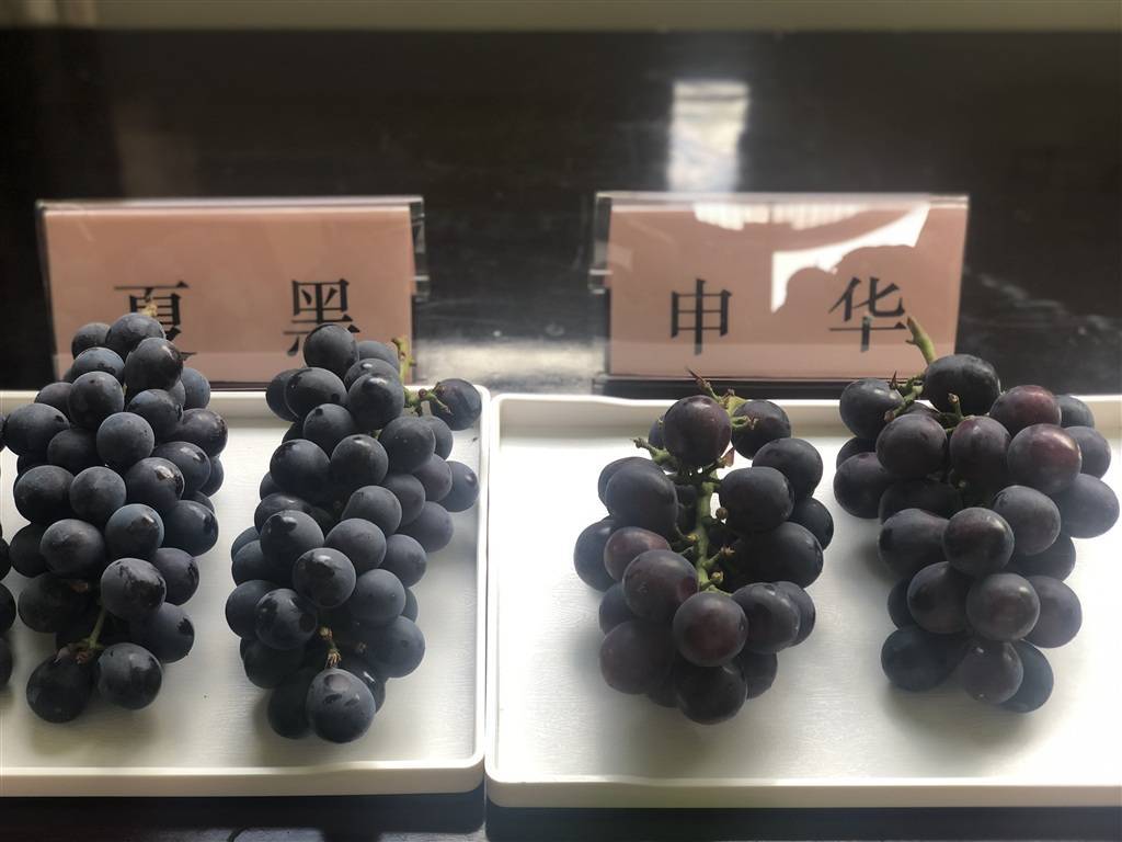 10克重的"红宝石"想尝尝吗?大粒无核葡萄新品种"申华"亮相