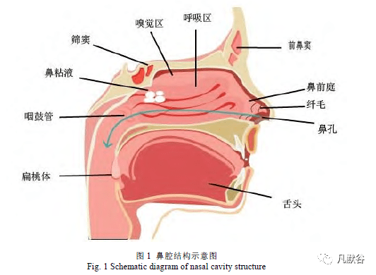 不同类型的上皮组织覆盖鼻黏膜:复层鳞状上皮,假复层柱状上皮或呼吸