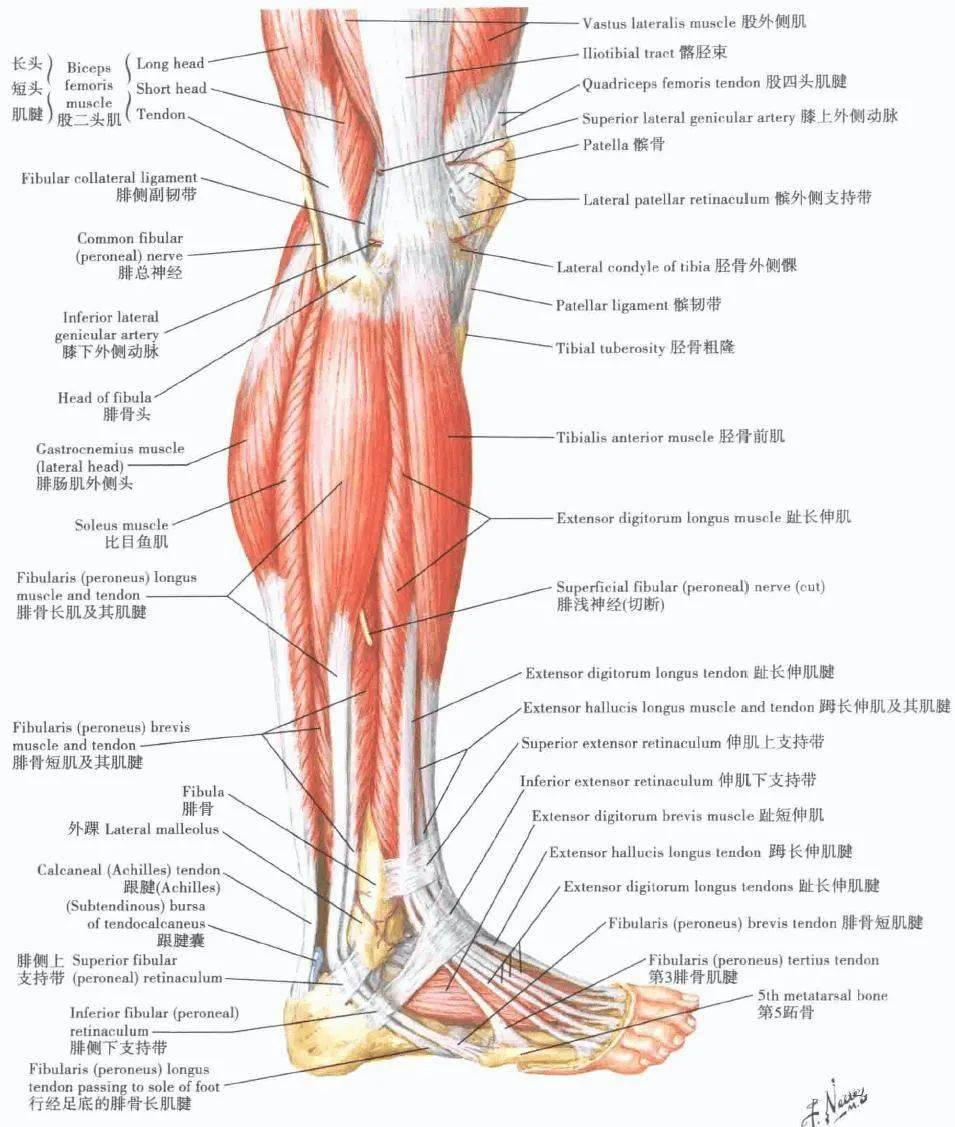 膝盖肌肉结构图解剖图图片