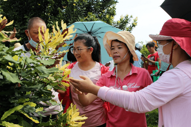 江州鎮舉辦澳洲堅果種植技術培訓