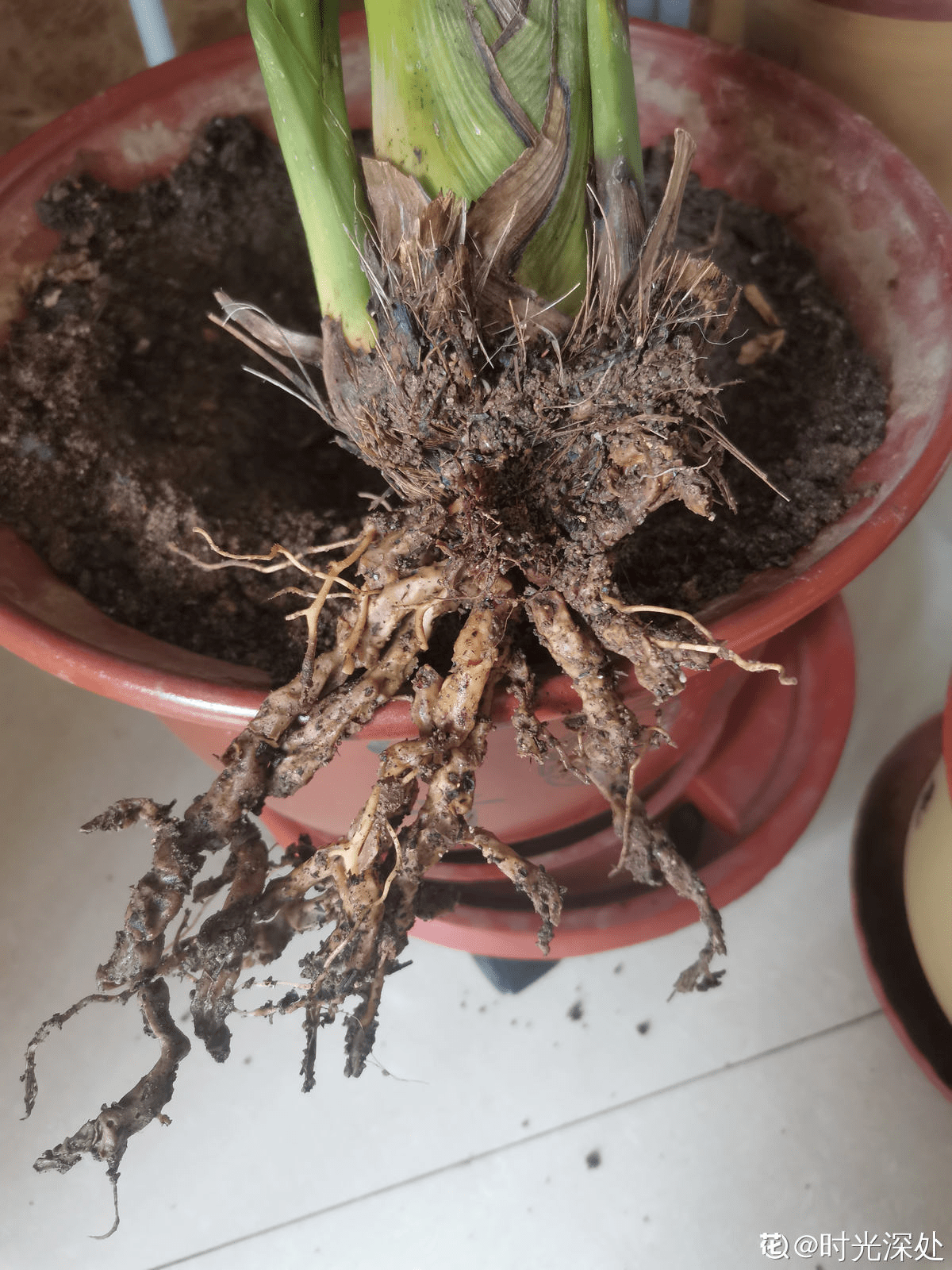 植物雨季没处躲 勤排水多打理 从此不怕下雨天 植株