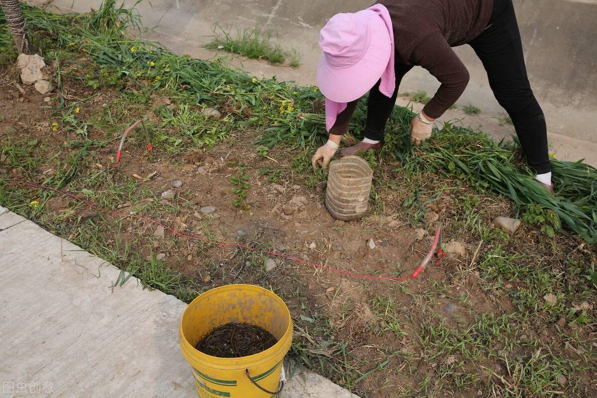 电蚯蚓既然电蚯蚓危害巨大,那为什么还有很多人铤而走险,电捕蚯蚓呢?