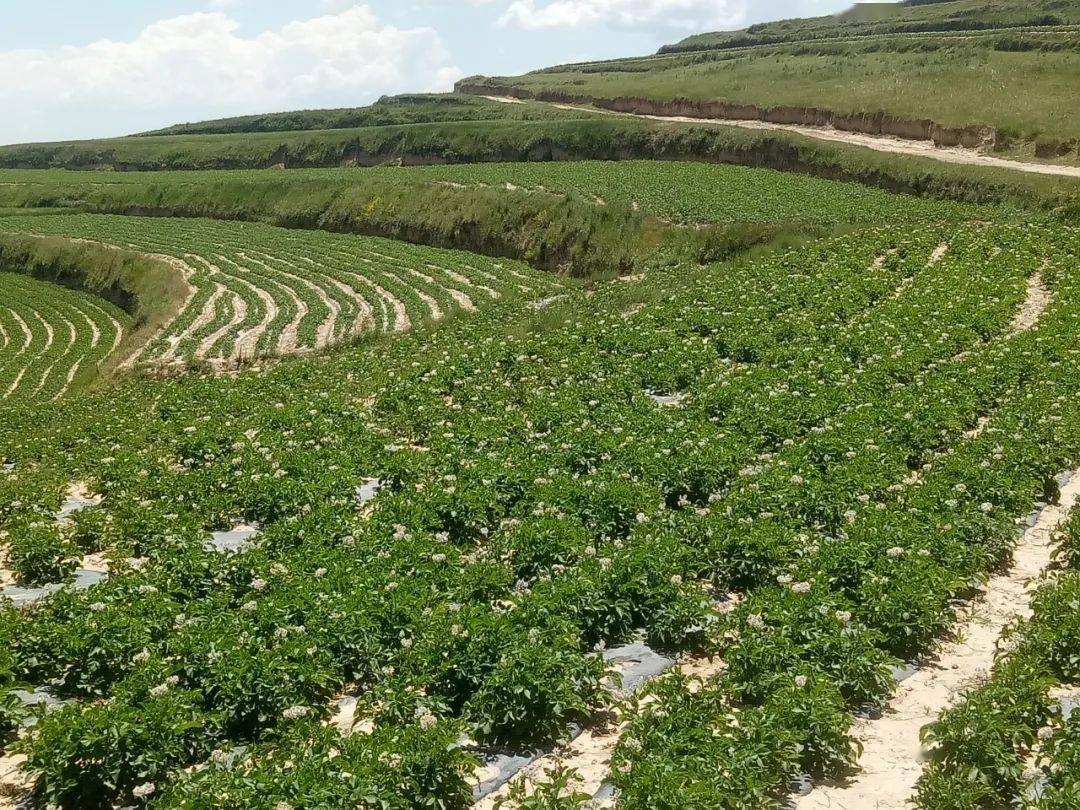 连儿湾乡:马铃薯长势喜人,丰收在望_种植