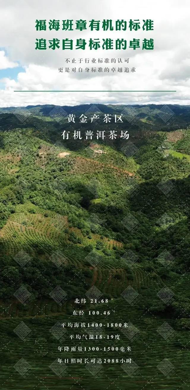 普洱茶核心茶区,五星品质福海班章有机茶,大优惠!