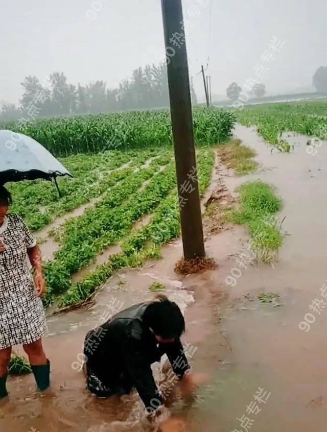 可憐河南大水淹沒農田農婦跪地痛哭這是一年的收成啊