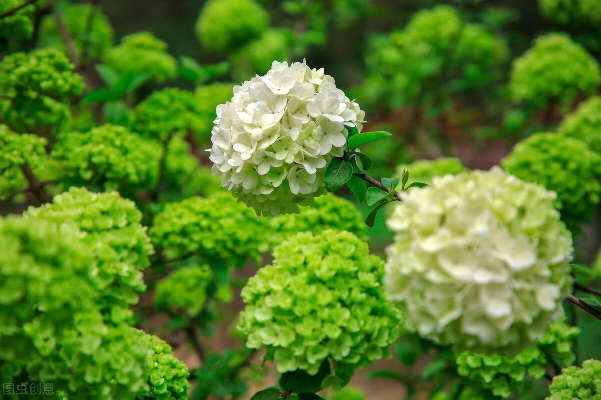 绿色的花存在吗