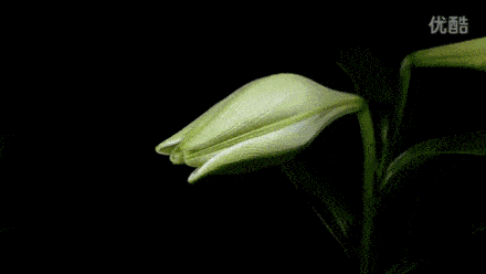 8c99fc37045e4fb2bdaad2b2e4734215.gif