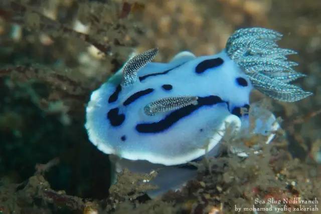 海洋科普1509海洋最萌动物海蛞蝓