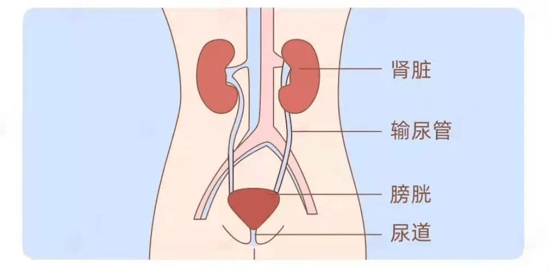 膀胱的具体位置图片图片