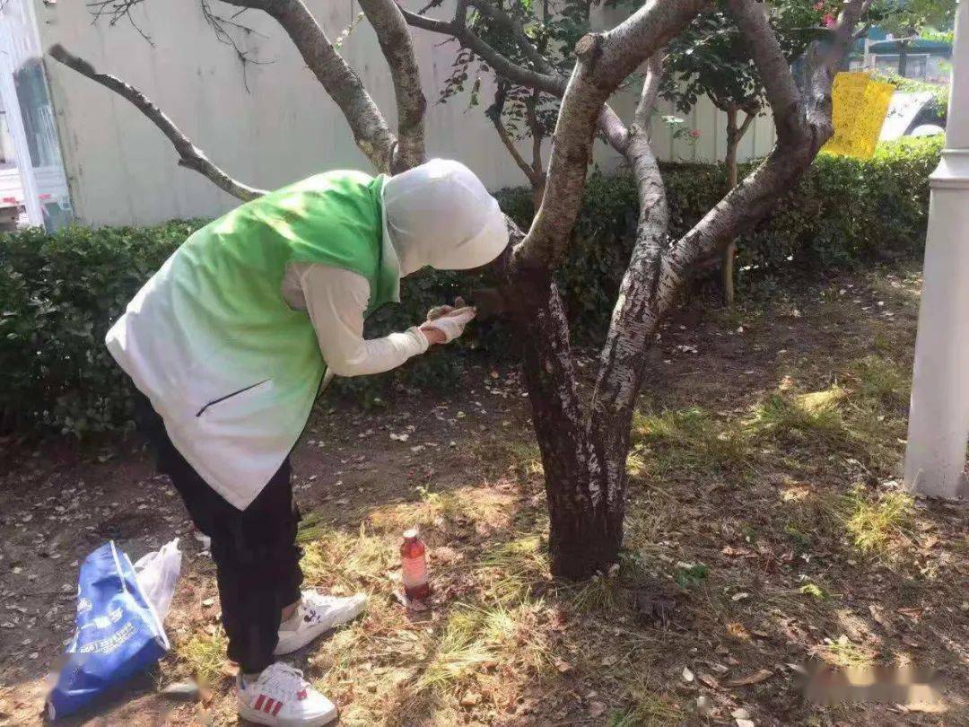暴雨后园林医生为生病苗木把脉问诊