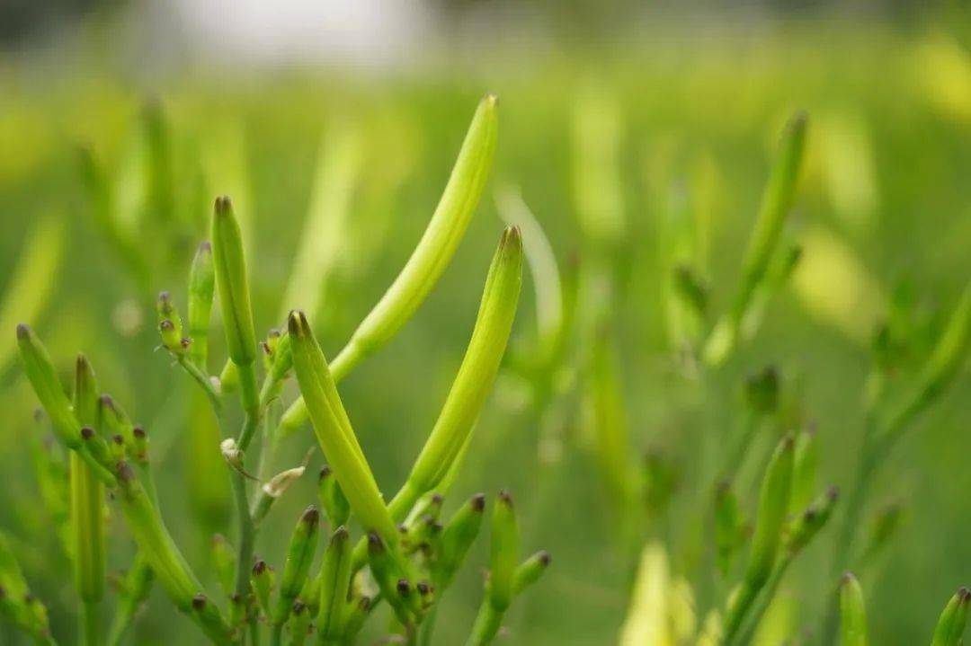 朵朵黄花向阳开黄花菜迎来丰收