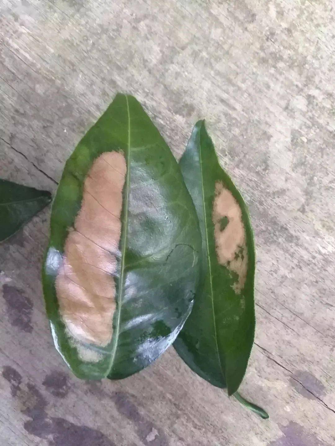 【果技精选】柑橘保夏梢,放秋梢!管好病虫防日灼!丰产就看现在了!