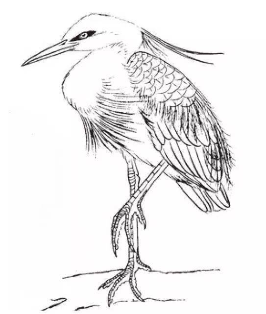 工笔画入门教程鹅仙鹤白鹭的各类白描形态很生动