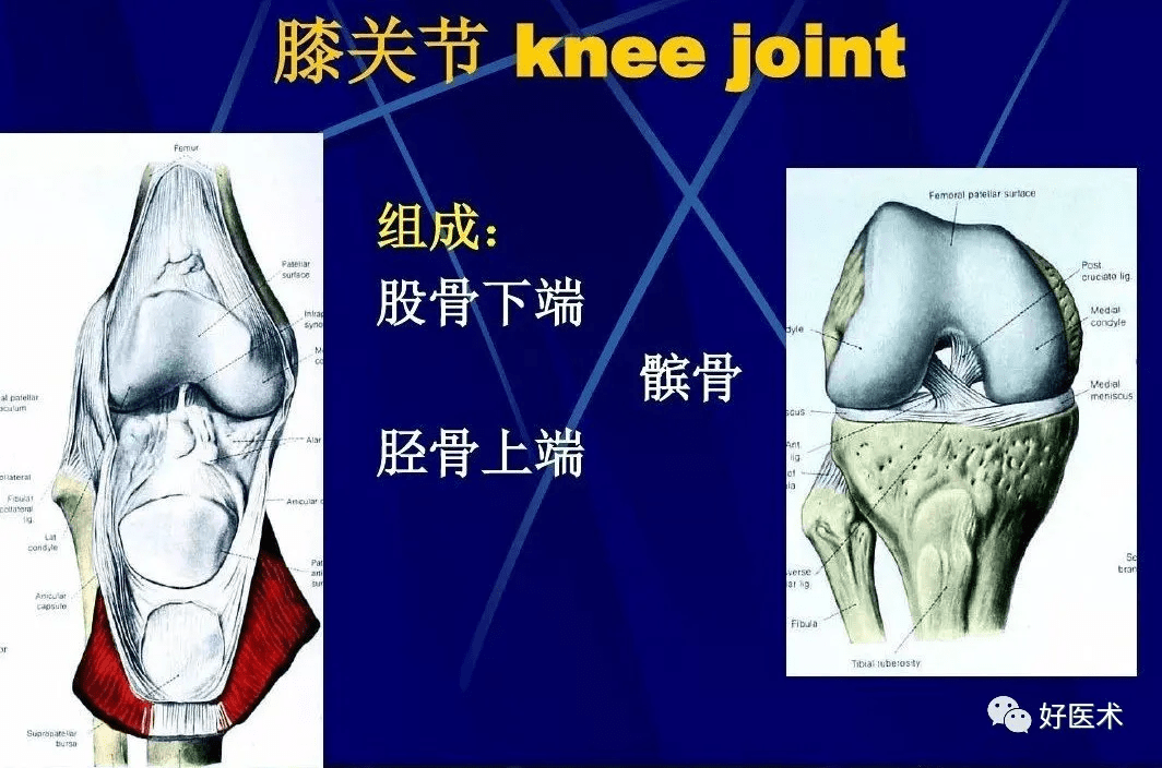 86张全身关节应用解剖精讲,这篇文章值得收藏