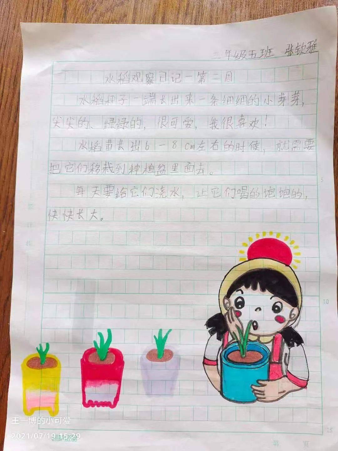 劳动播撒梦想 水稻种在我家丨我的水稻种植日记(第二期)_种子