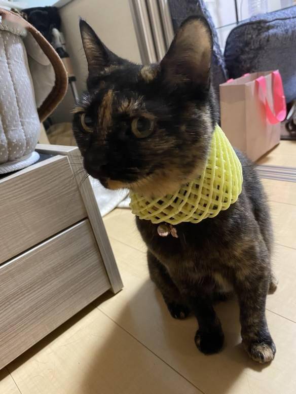 低成本喵星人cos变身古埃及猫神戴上装备进化