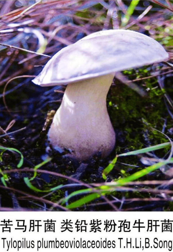 悲剧云南一家吃了3朵自采毒菌祖孙三代重症入院69岁老人不幸身亡