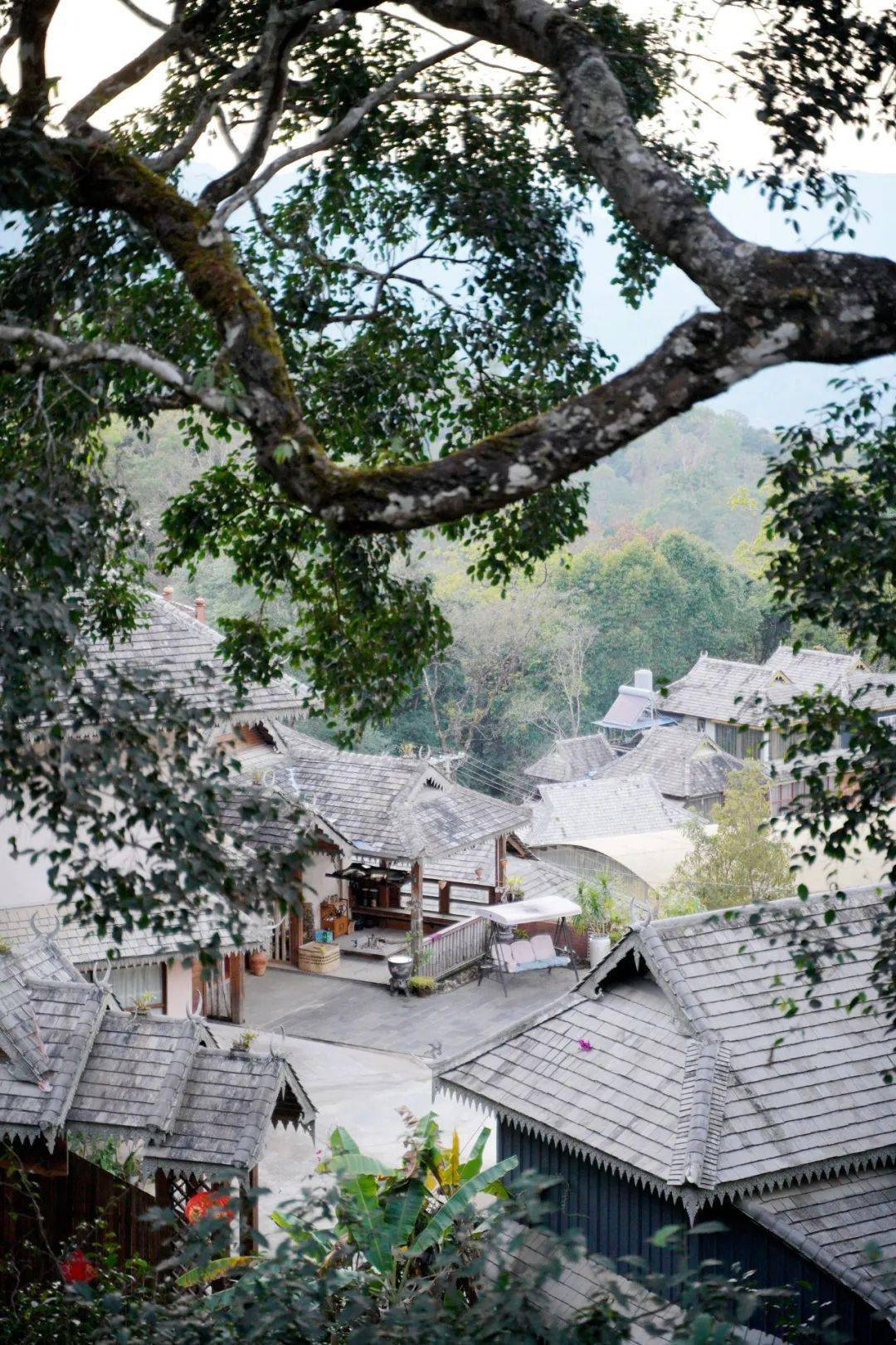 文化景迈山上采茶调古老音符与茶海的对话