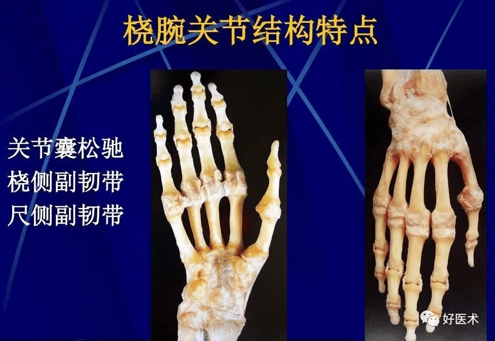 86张全身关节应用解剖精讲,这篇文章值得收藏