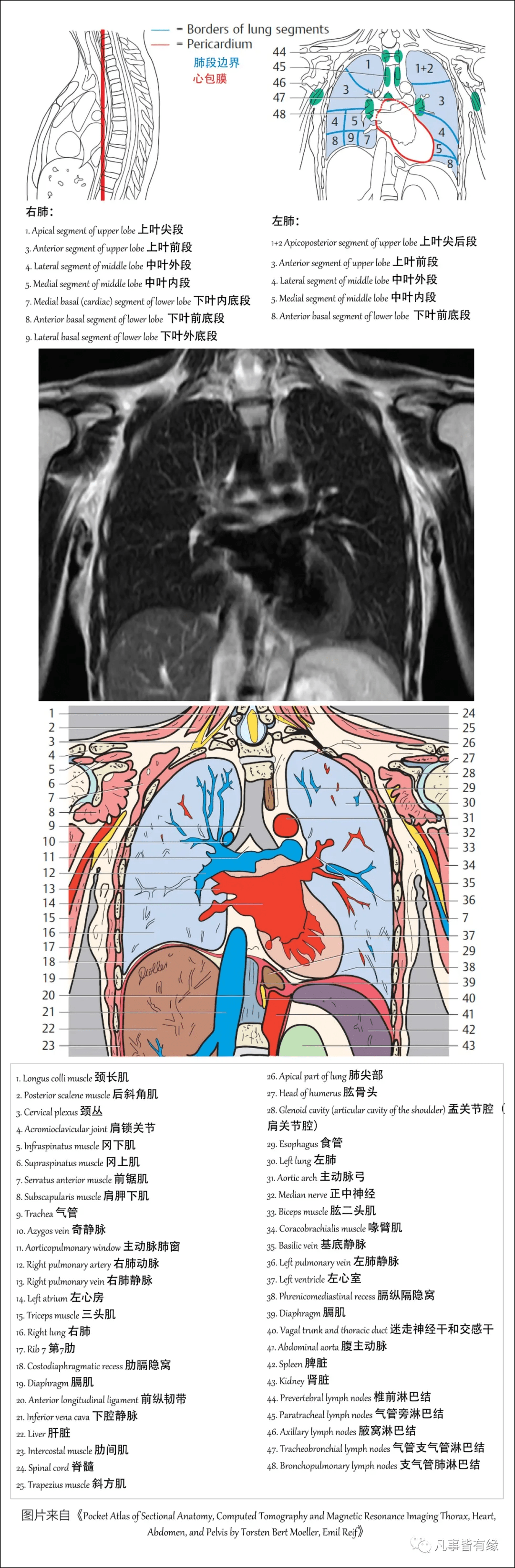 好漂亮的肺部解剖
