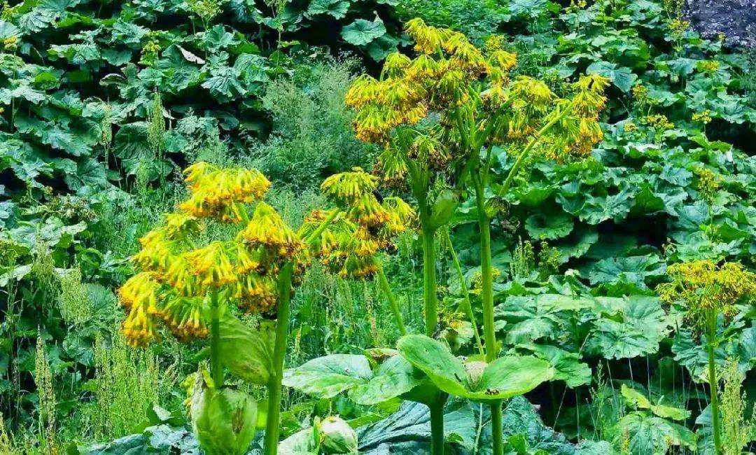 泾源野荷谷的野荷开花啦