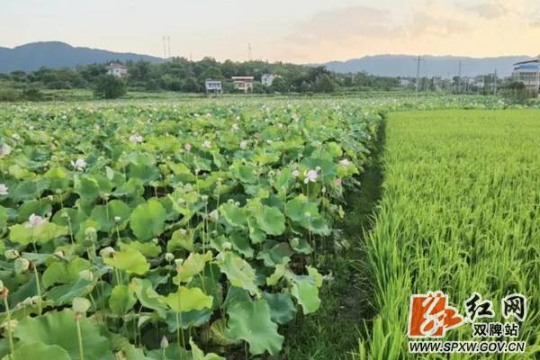 rednet|双牌潇水湾村：夏夕 荷风（图）