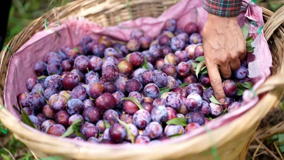 已经甜了!这批树上晒了几天"嘎嘣脆"的天峨珍珠李,要被抢完了!