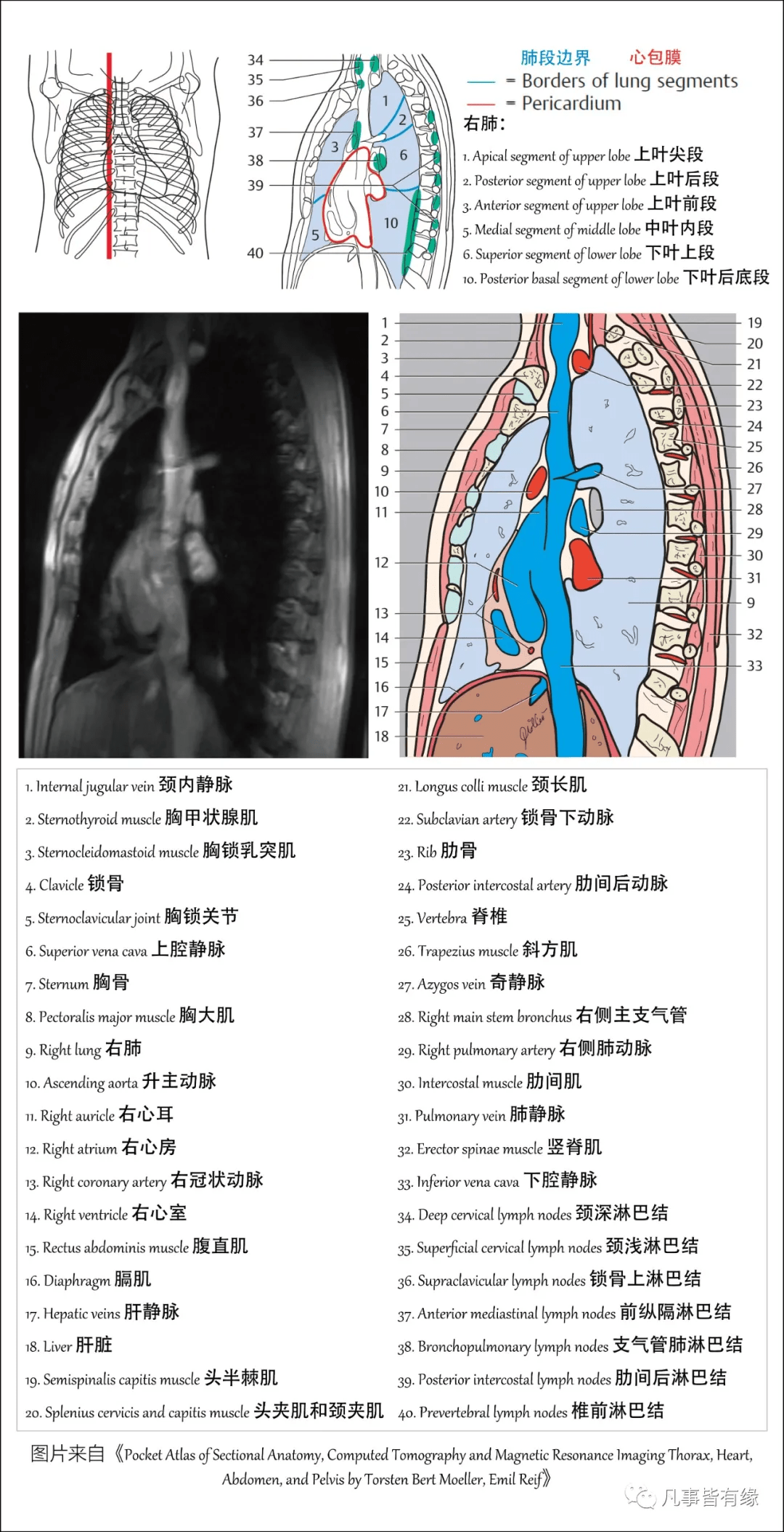 好漂亮的肺部解剖_of