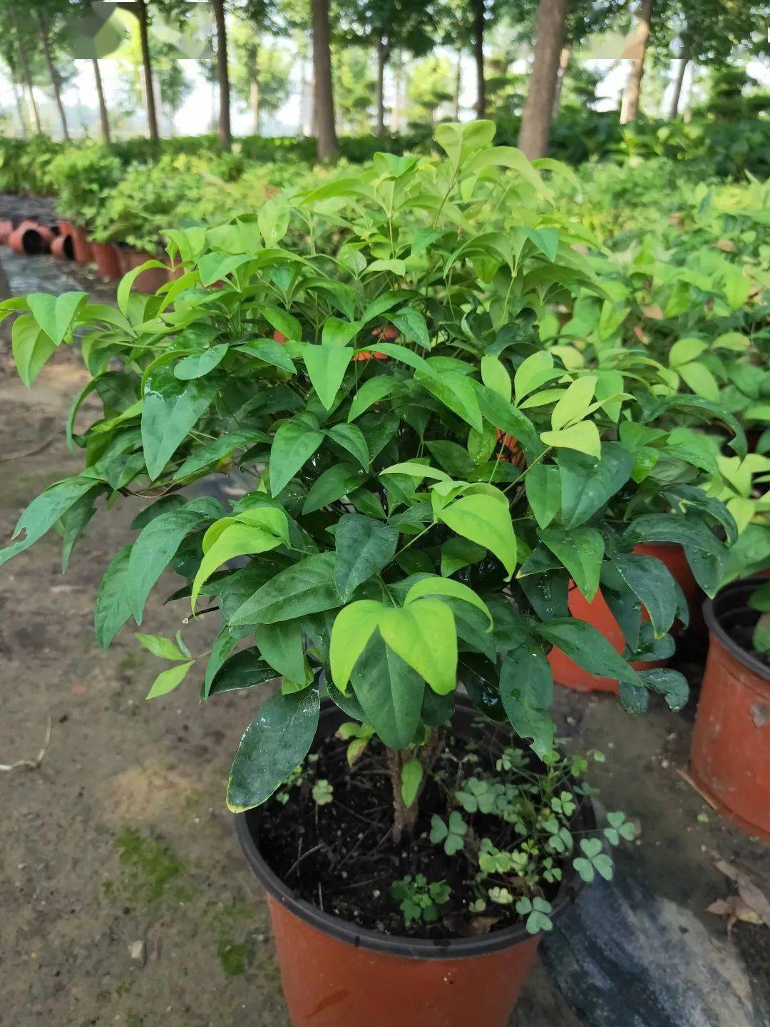 水果兰规格:1加仑玫瑰香柏规格:2加仑埃比胡颓子规格:40*35美植袋菲油