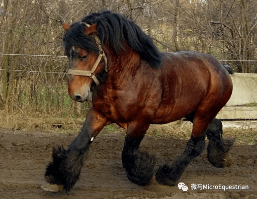 阿尔登马ardennes horse_搜狐汽车_搜狐网