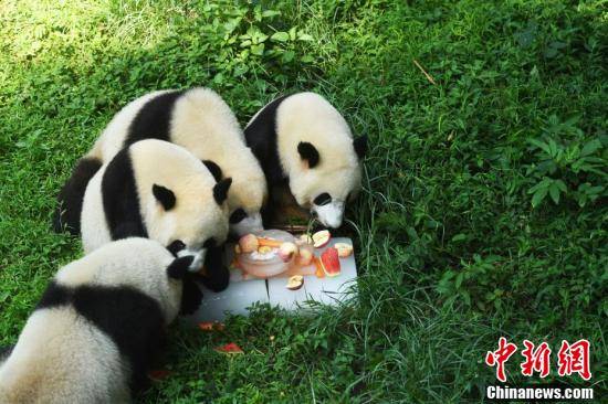 重庆动物园大熊猫吃冰镇水果防暑降温
