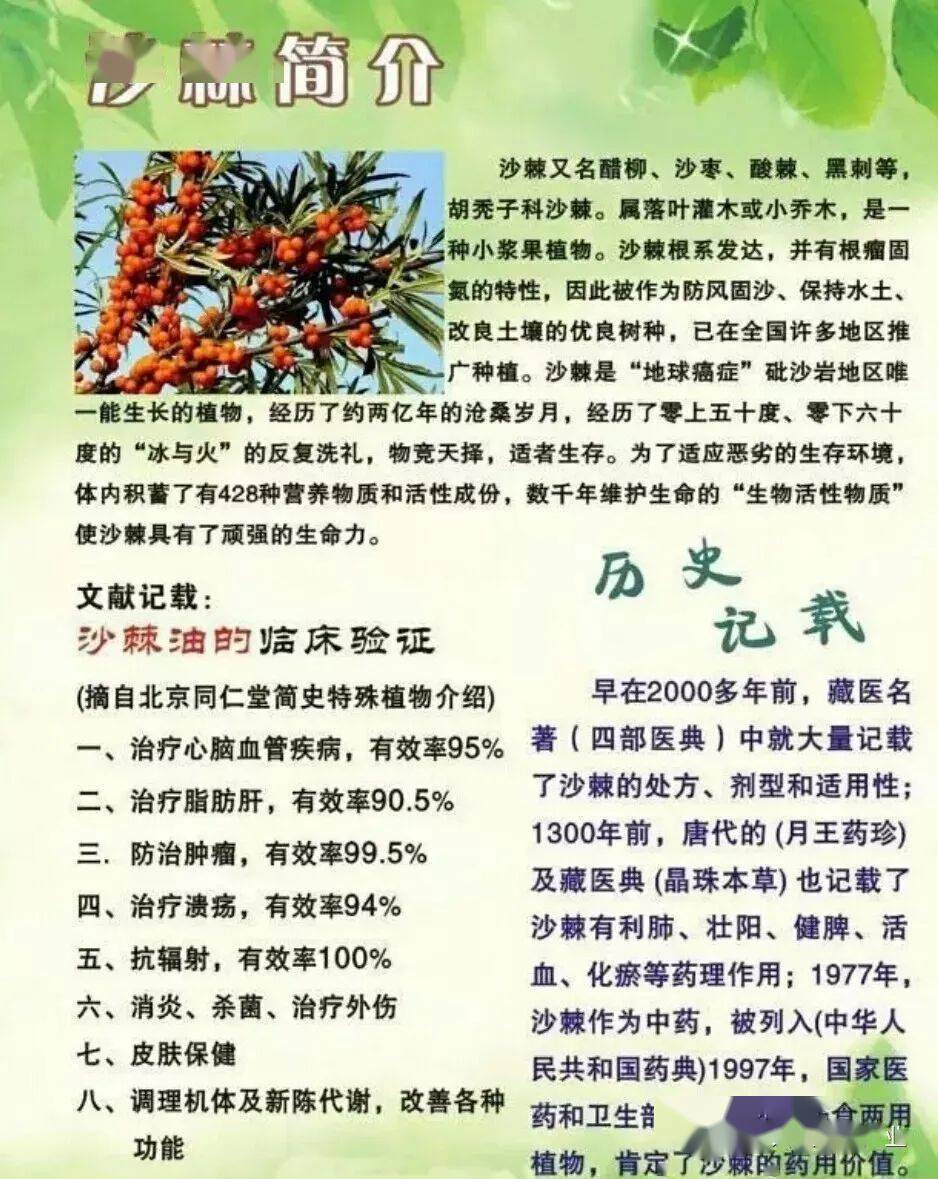 沙棘自我介绍