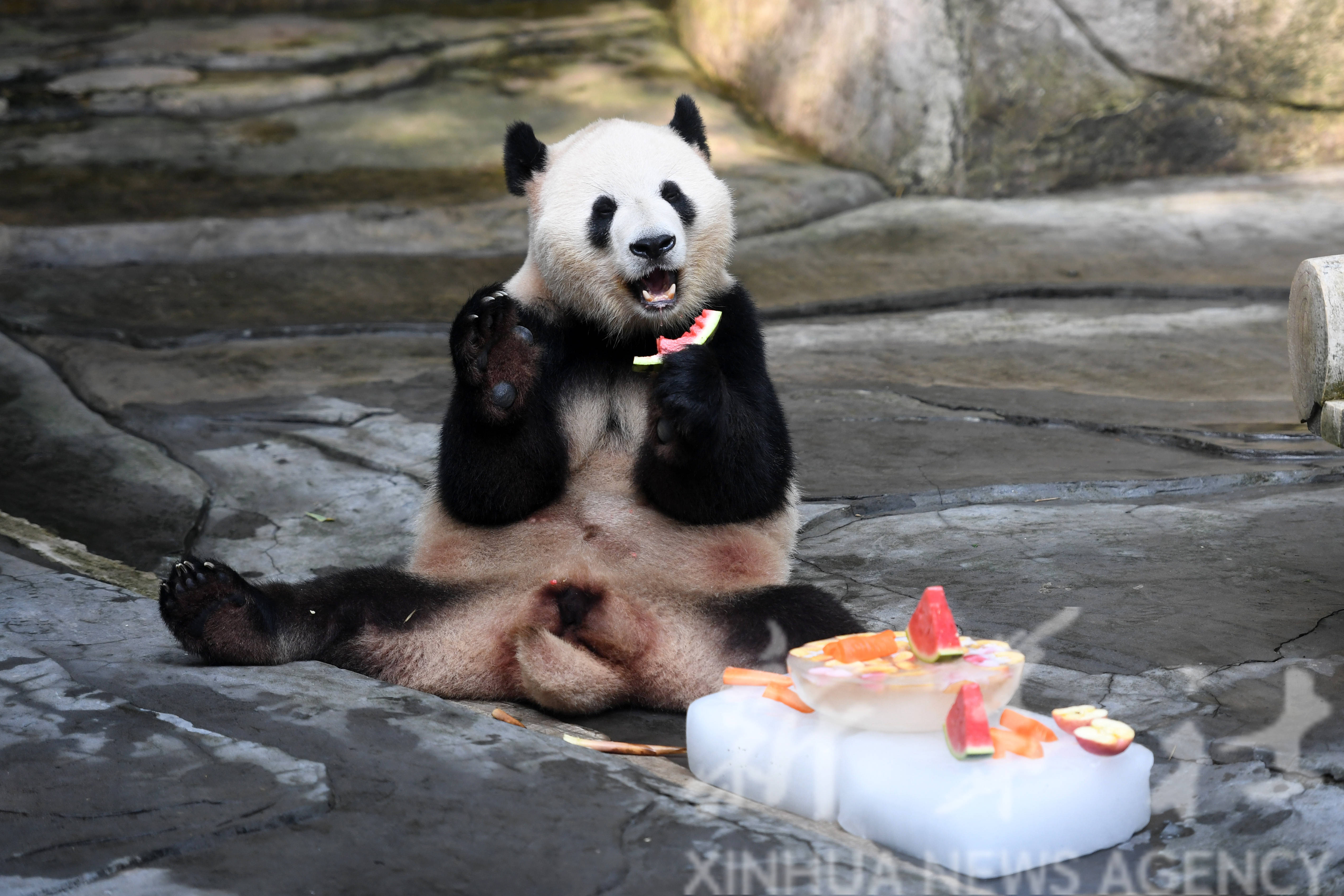 重庆:动物园里的"清凉夏日"