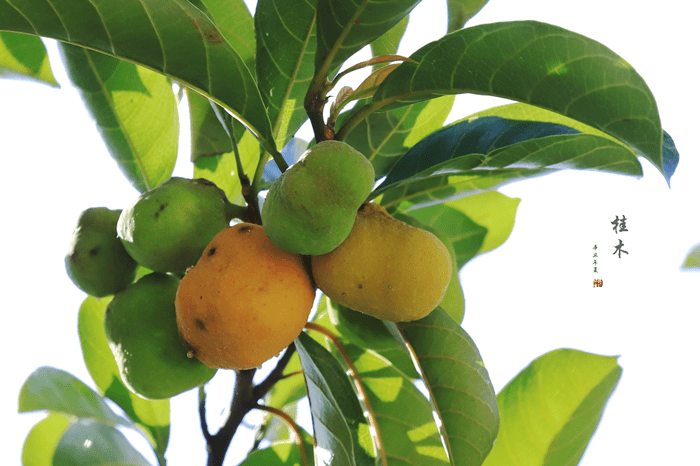 桂木叶的草药香气搭配鱼的鲜甜味道简直绝了~【温馨提醒】虽然这些